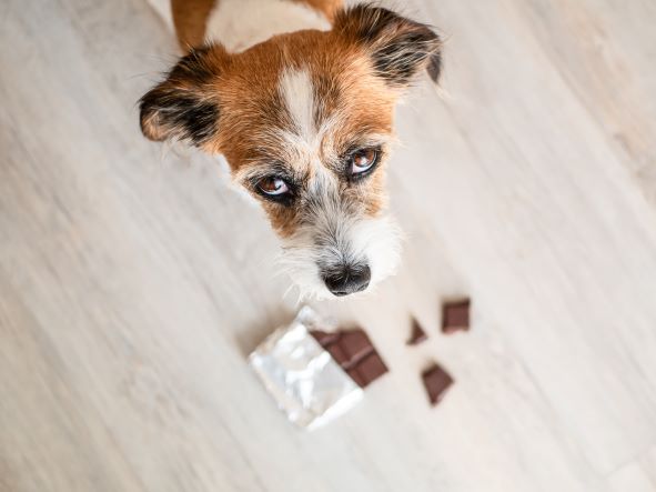 Chocolate Toxicity in Dogs - Improve Veterinary Education Arabia