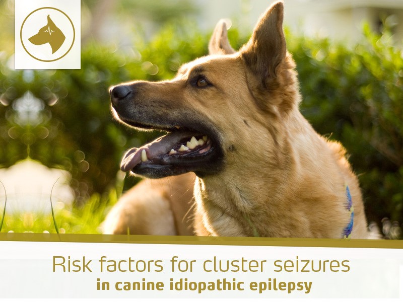 risk-factors-cluster-seizures-in-canine-idiopathic-epilepsy
