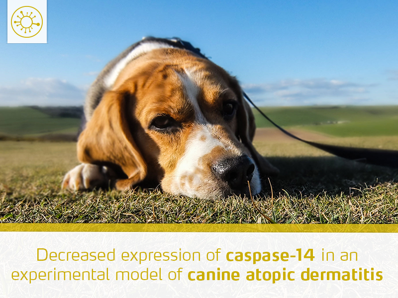 decreased-expression-caspase-14-experimental-model-canine-atopic-dermatitis