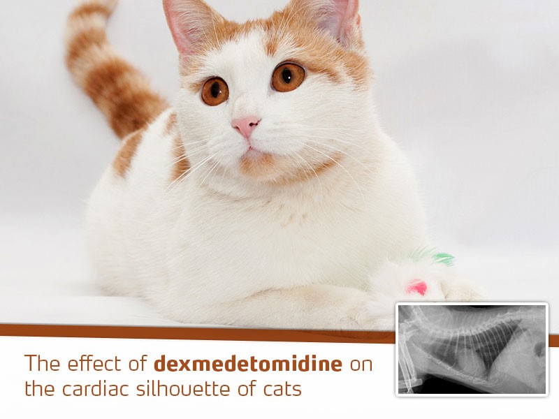 effect-dexmedetomidine-cardiac-silhouette-of-cats