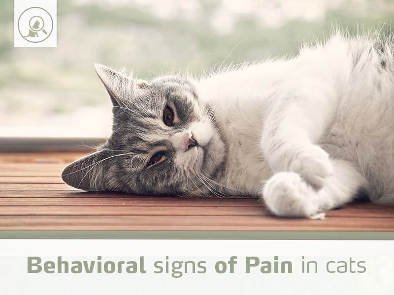 behavioral-signs-pain-cats