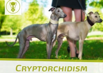 cryptorchidism