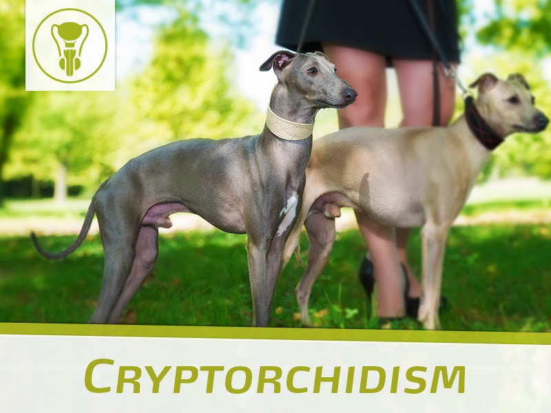 cryptorchidism