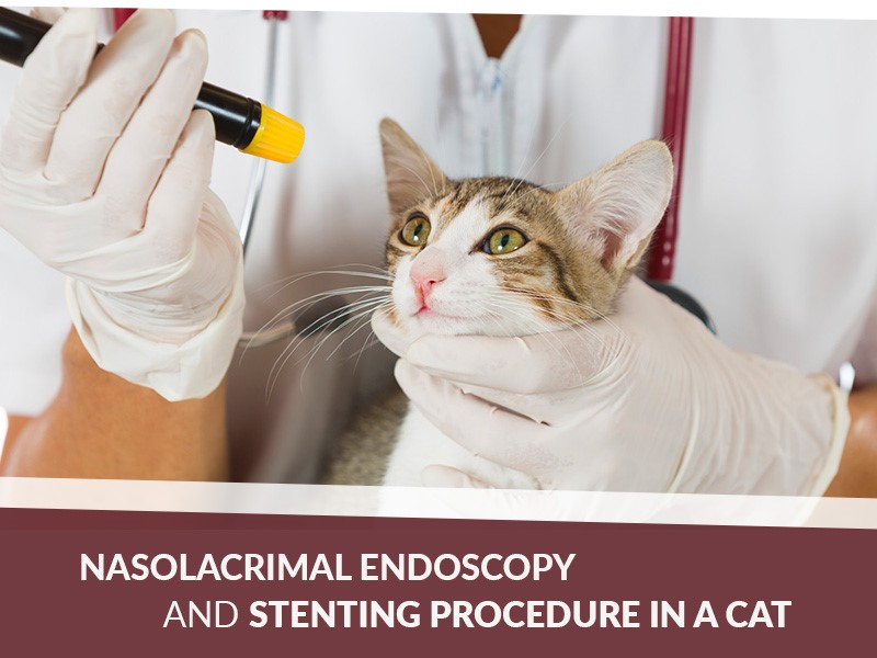 nasolacrimal-endoscopy-stenting-procedure-cat