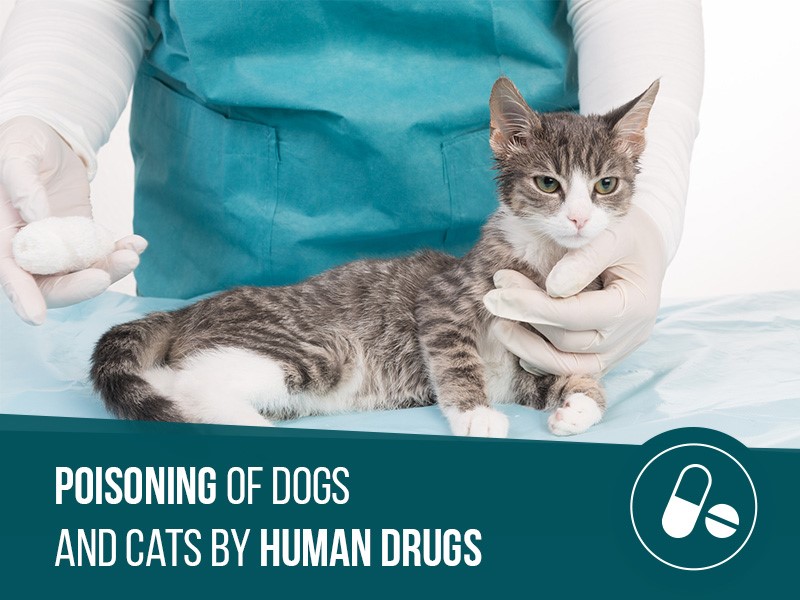 poisoning-dogs-cats-by-human-drugs