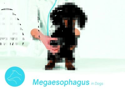 megaesophagus-in-dogs