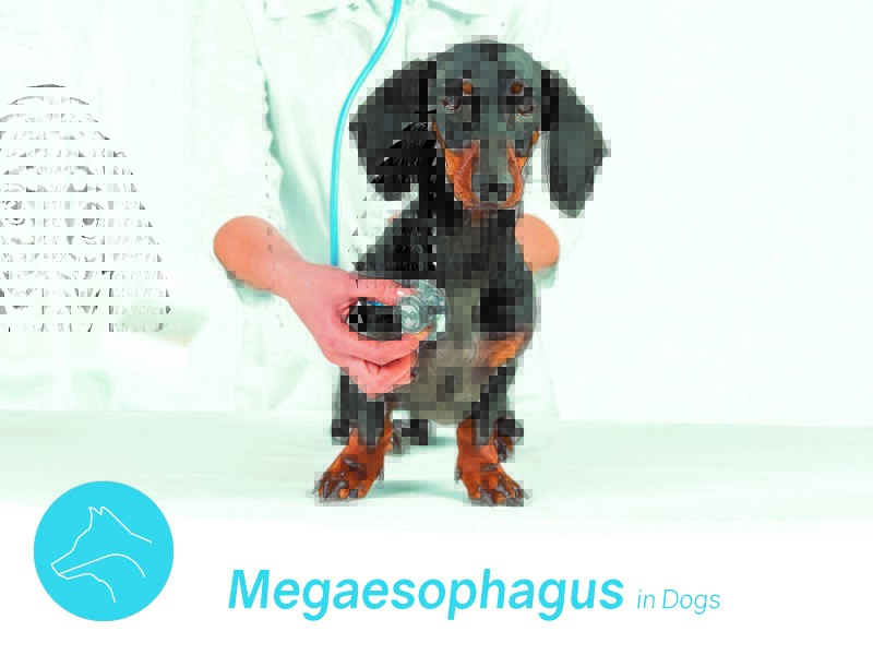 megaesophagus-in-dogs