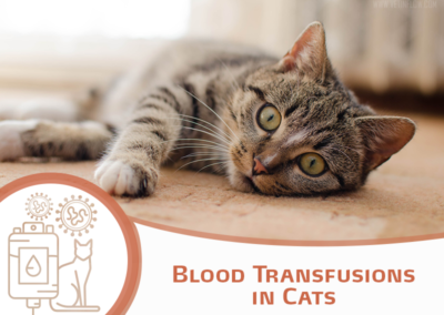 Blood Transfusions in Cats