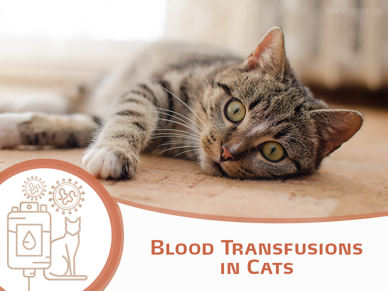 Blood Transfusions in Cats