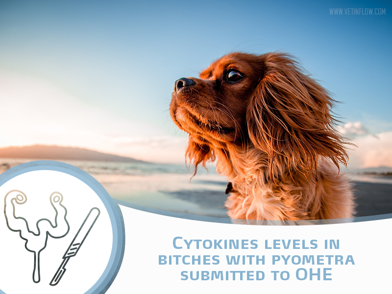 Cytokines levels in bitches with pyometra submitted to OHE