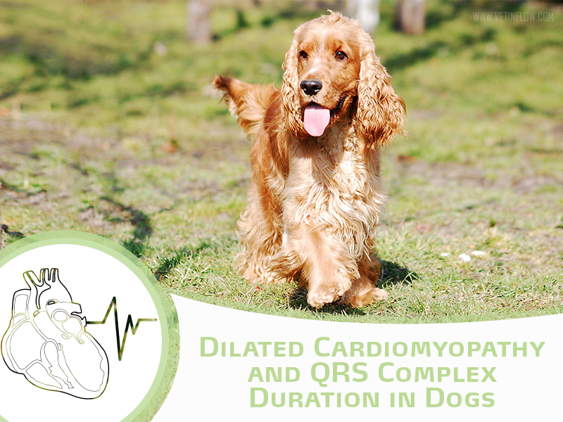 Dilated Cardiomyopathy and QRS Complex Duration in Dogs