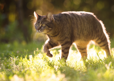 La eficiencia de los suplementos nutricionales con mejillón de Nueva Zelanda, curcumina y extracto de hoja de grosella negra en perros y gatos con osteoartritis