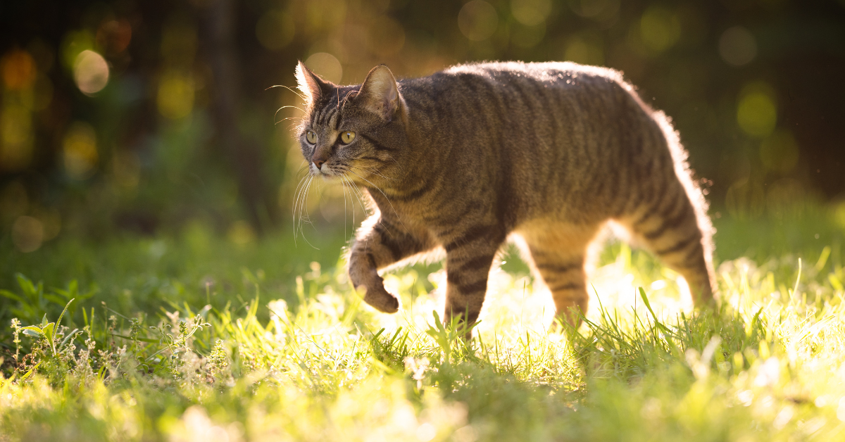 La eficiencia de los suplementos nutricionales con mejillón de Nueva Zelanda, curcumina y extracto de hoja de grosella negra en perros y gatos con osteoartritis