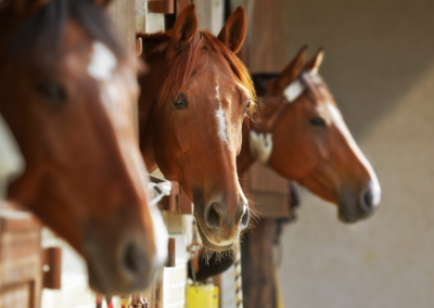 El refuerzo positivo frecuente en el entrenamiento equino fomenta una conducta afectiva
