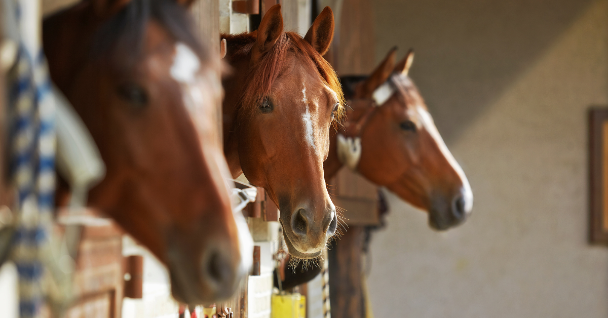 El refuerzo positivo frecuente en el entrenamiento equino fomenta una conducta afectiva