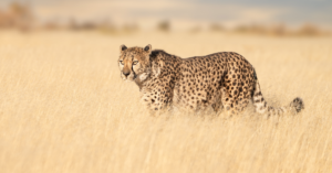 Los guepardos (Acinonyx jubatus): nivelación de su capacidad para girar en la persecución de sus presas