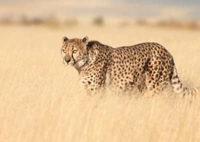 Der Gepard (Acinonyx jubatus): Balanceakt zwischen Geschwindigkeit und Wendigkeit bei der Beutejagd