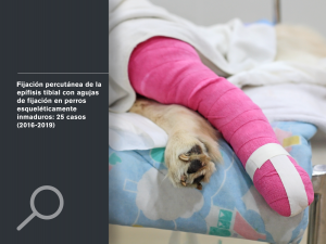Fijación percutánea de la epífisis tibial con agujas de fijación en perros esqueléticamente inmaduros: 25 casos (2016-2019)