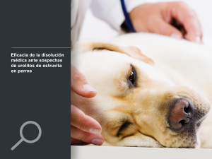 Eficacia de la disolución médica ante sospechas de urolitos de estruvita en perros