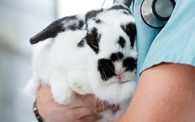 Vet Nurse holding rabbit