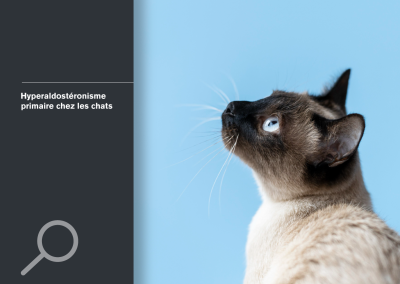 Hyperaldosteronisme Primaire Chez Les Chats Improve International