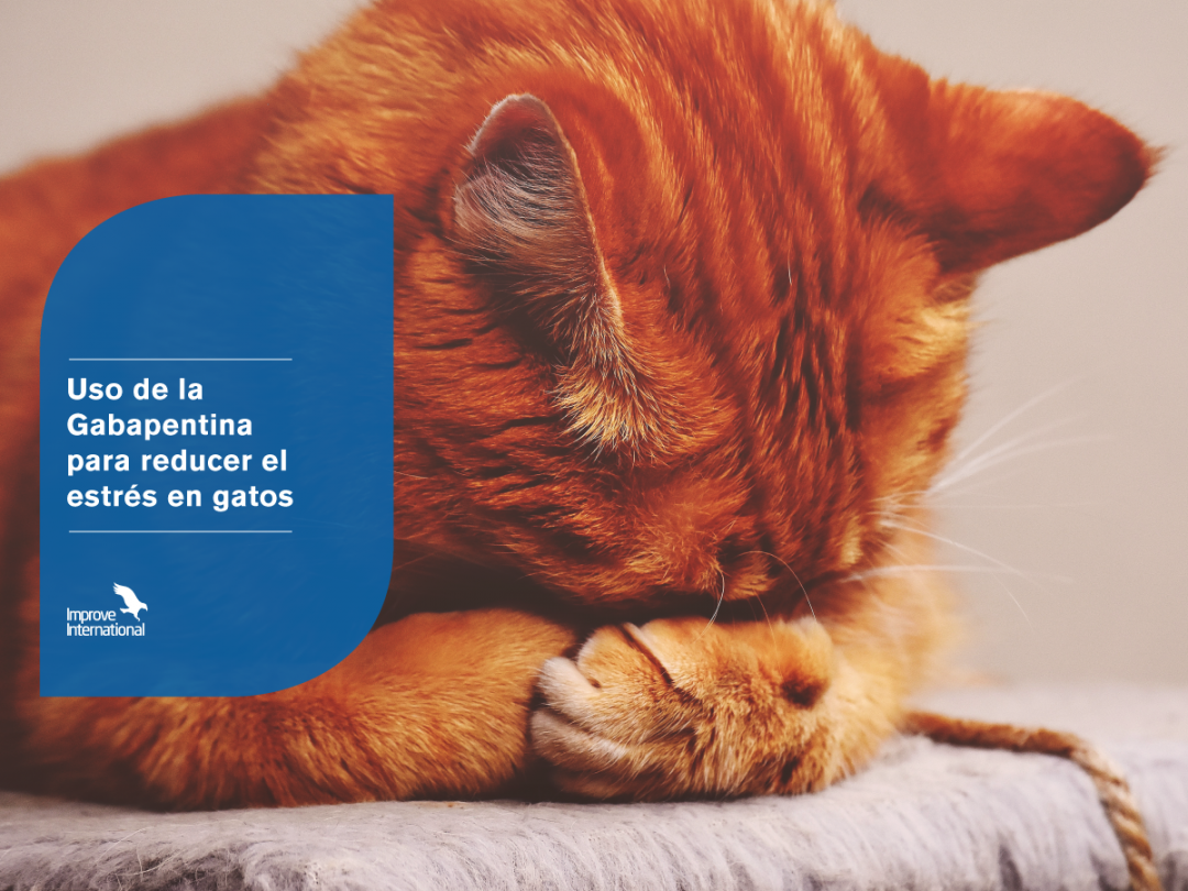 Uso de la Gabapentina para reducer el estrés en gatos – Improve ...