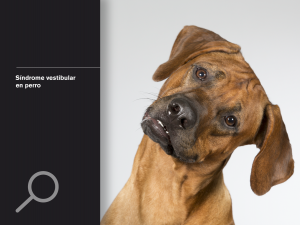 Síndrome vestibular en perro