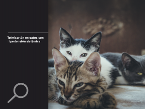 Telmisartán en gatos con hipertensión sistémica