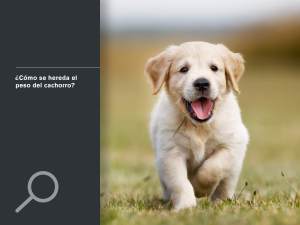 ¿Cómo se hereda el peso del cachorro?