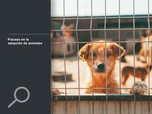 Fracaso en la adopción de animales