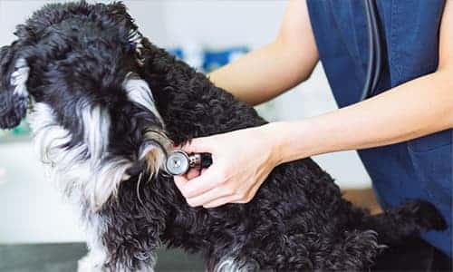 Foundation Certificate Small Animal Cardiology