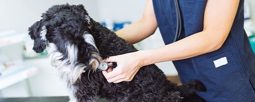Foundation Certificate Small Animal Cardiology