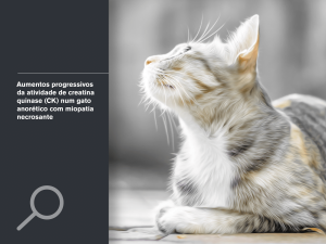 Aumentos progressivos da atividade de creatina quinase (CK) num gato anorético com miopatia necrosante